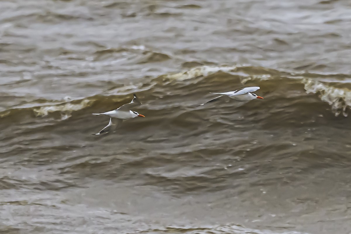 Royal Tern - Amed Hernández