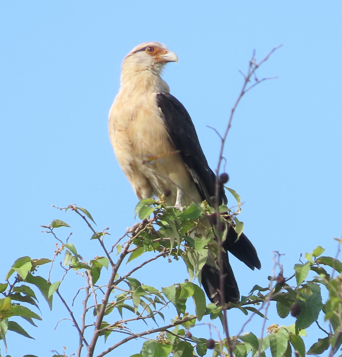 Caracara à tête jaune - ML619622835