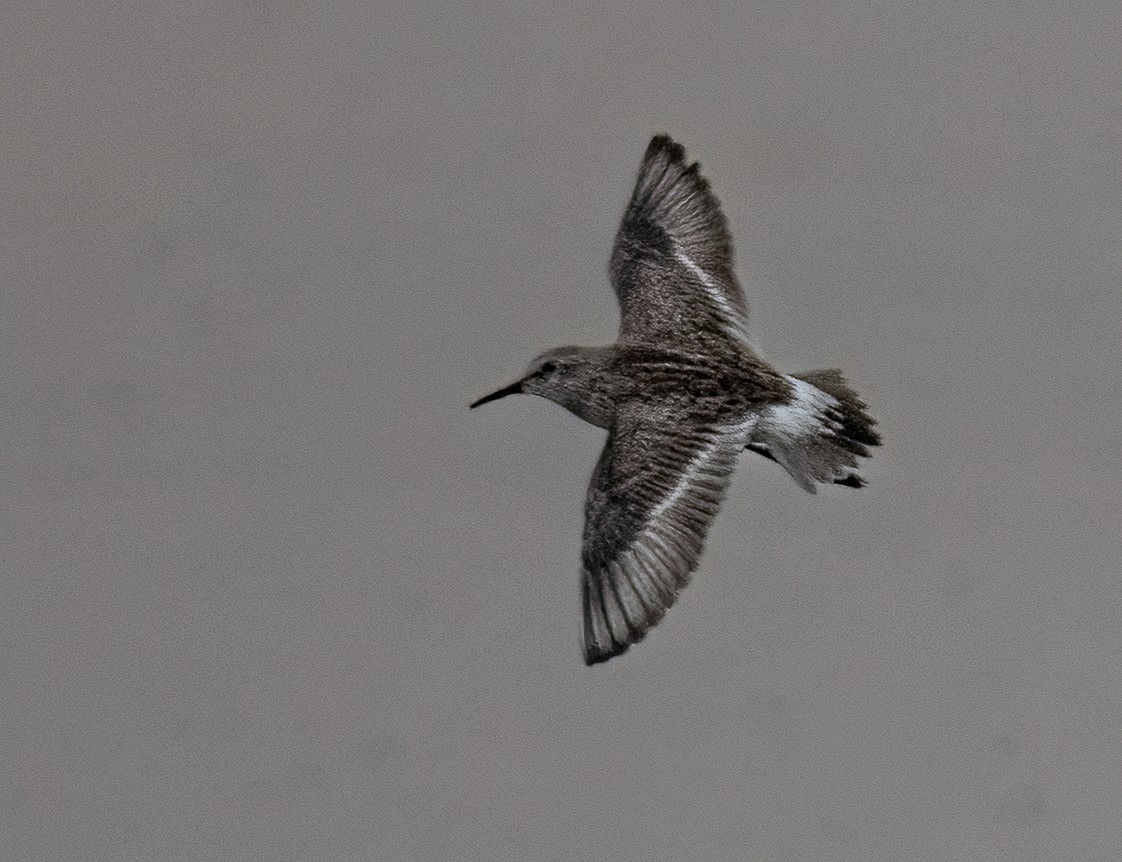 White-rumped Sandpiper - Pat Tomsho