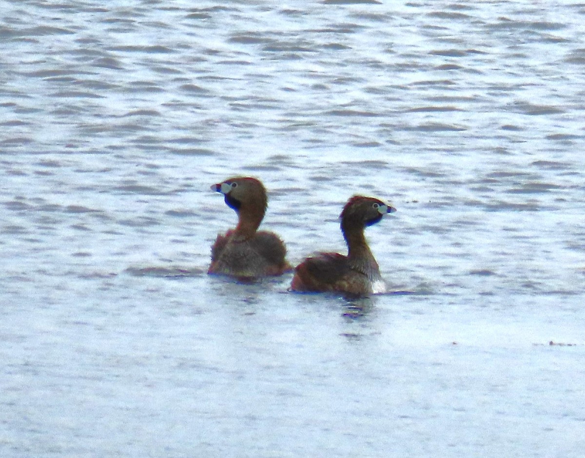 Pied-billed Grebe - Pat Sterbling