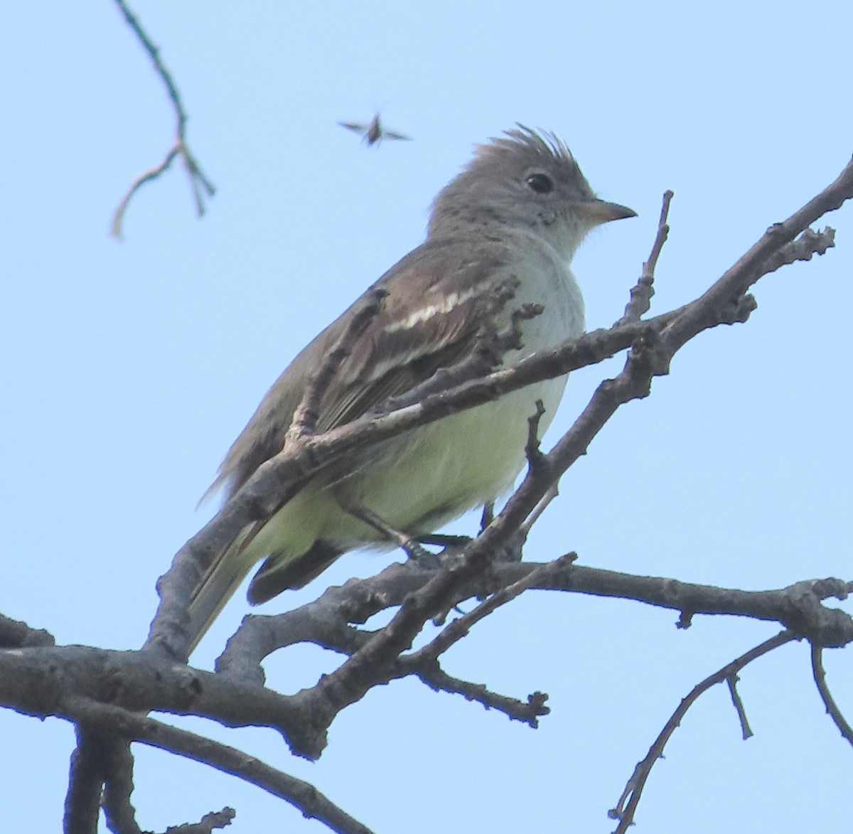 Yellow-bellied Elaenia - Alfredo Correa