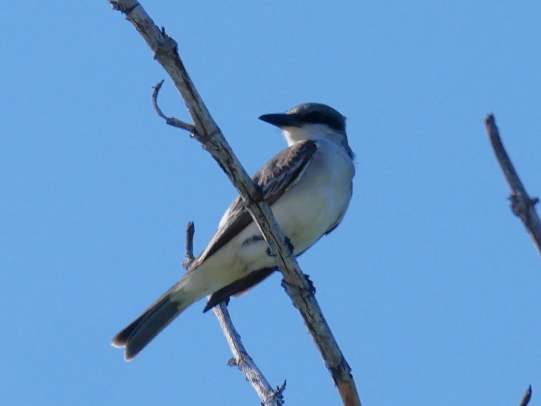 Loggerhead Shrike - ML619622849