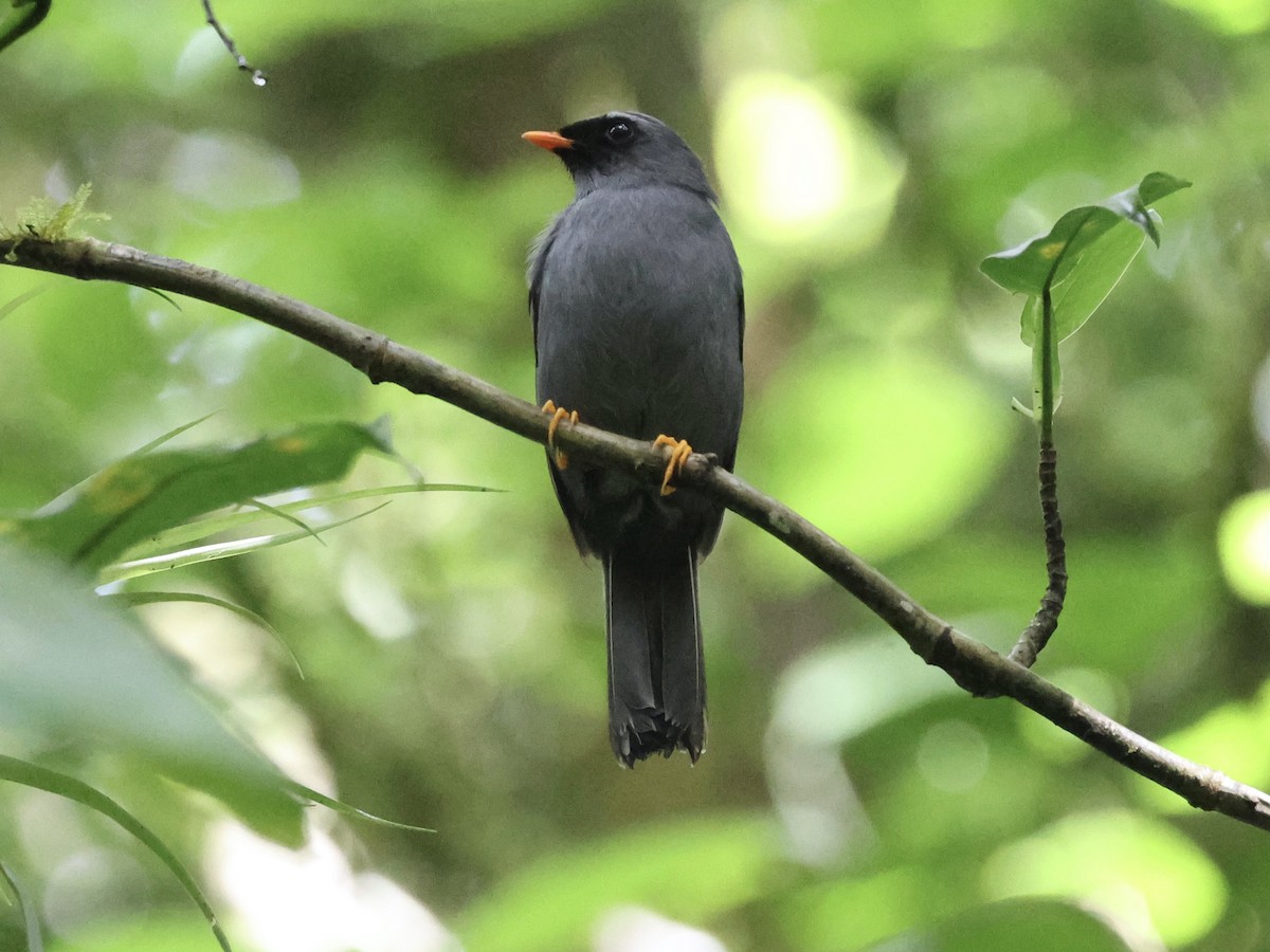 Black-faced Solitaire - ML619622859