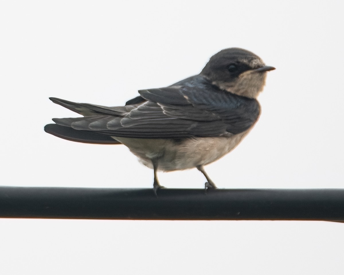 Barn Swallow - Pat Tomsho