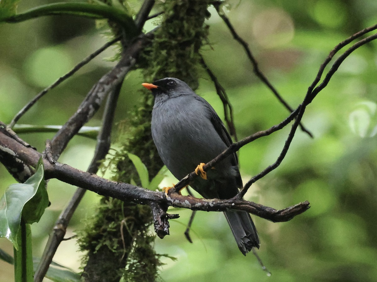 Black-faced Solitaire - ML619622864