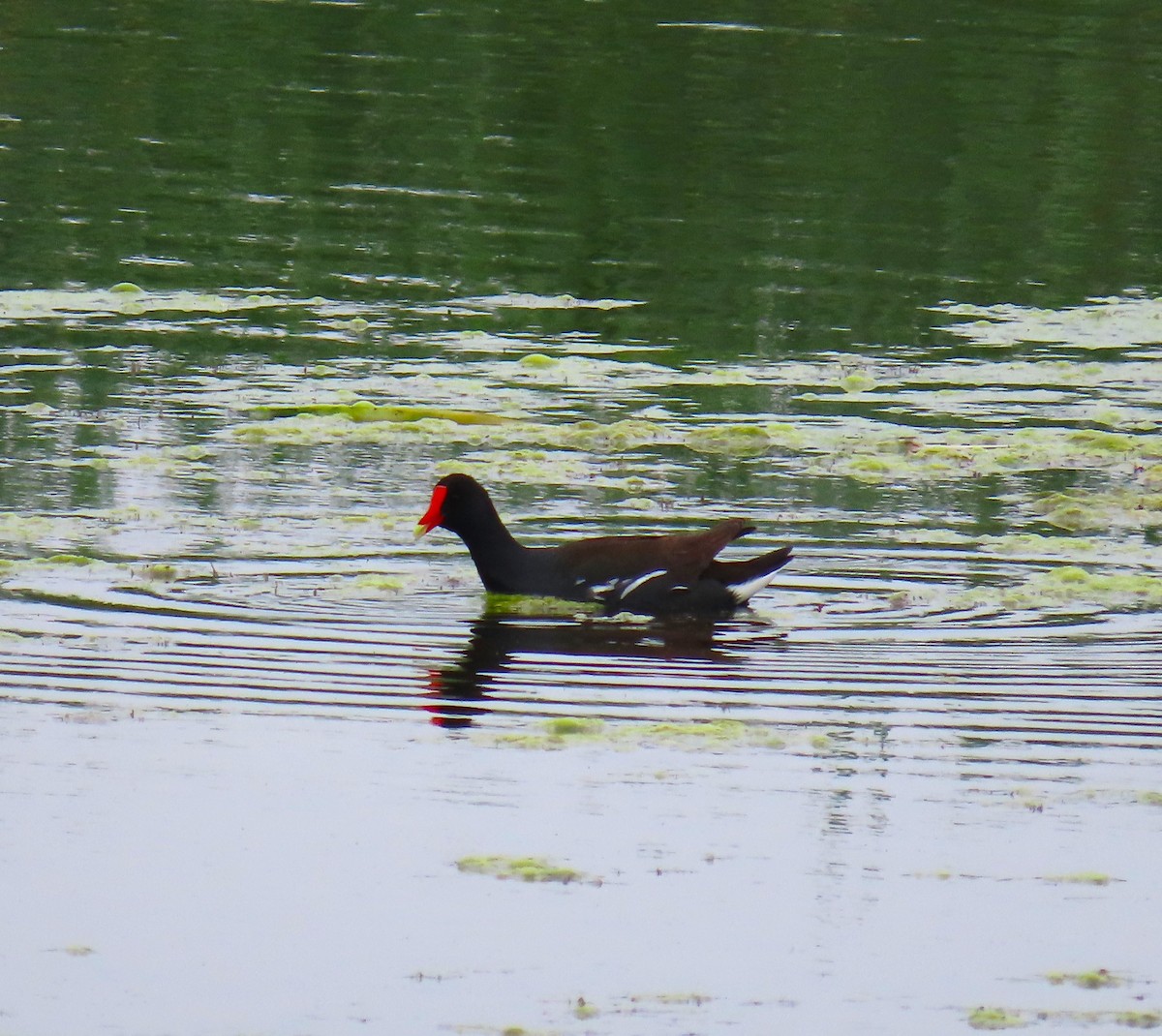 Common Gallinule - Pat Sterbling