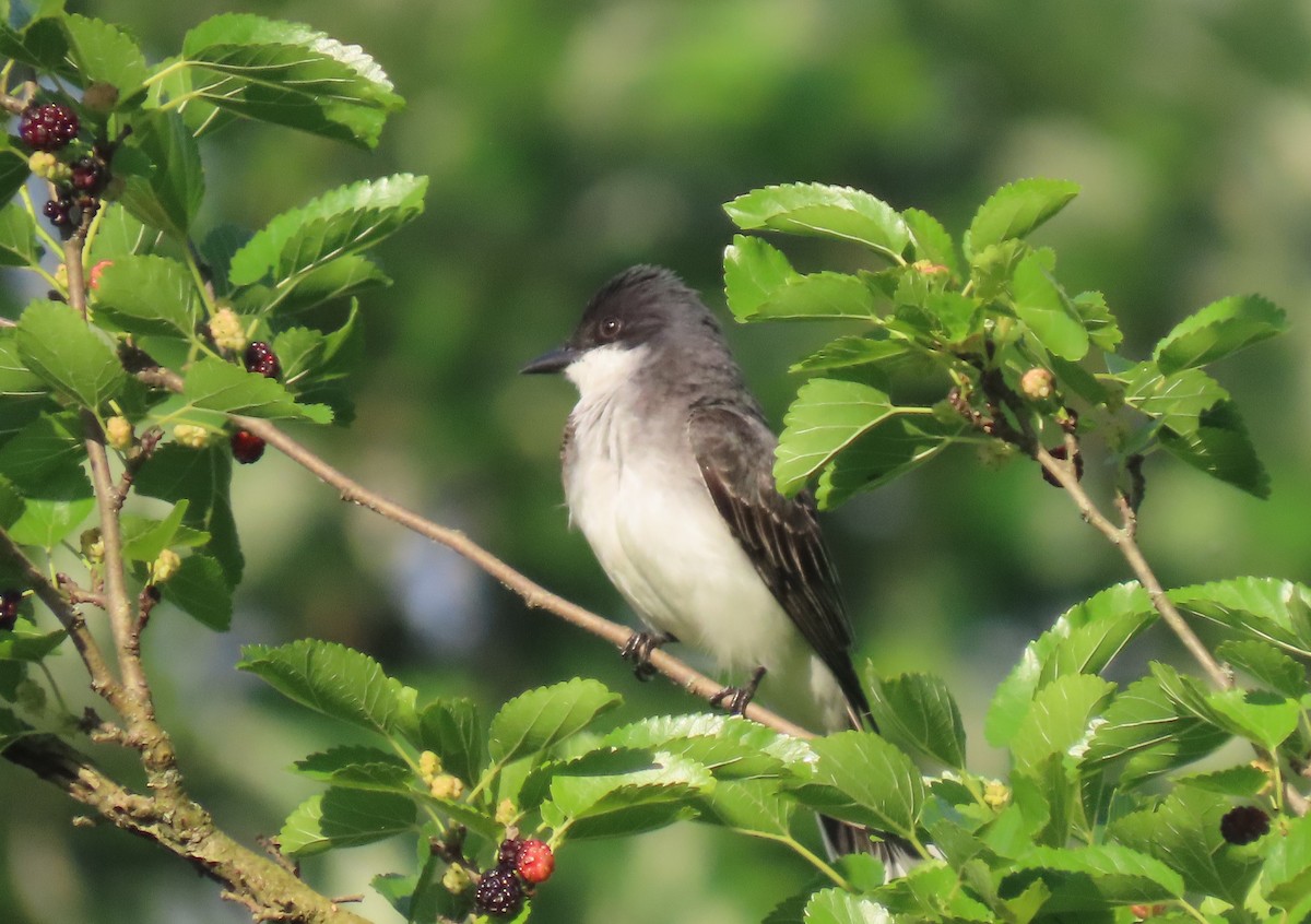 Eastern Kingbird - Joan Mashburn