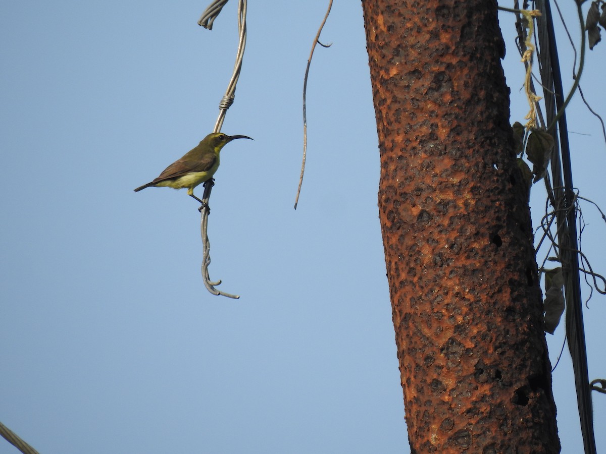 Ornate Sunbird - Prabhudatta Bal