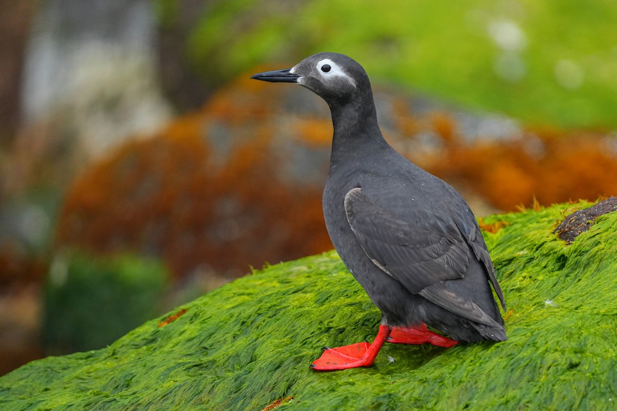 Spectacled Guillemot - Lenny Xu