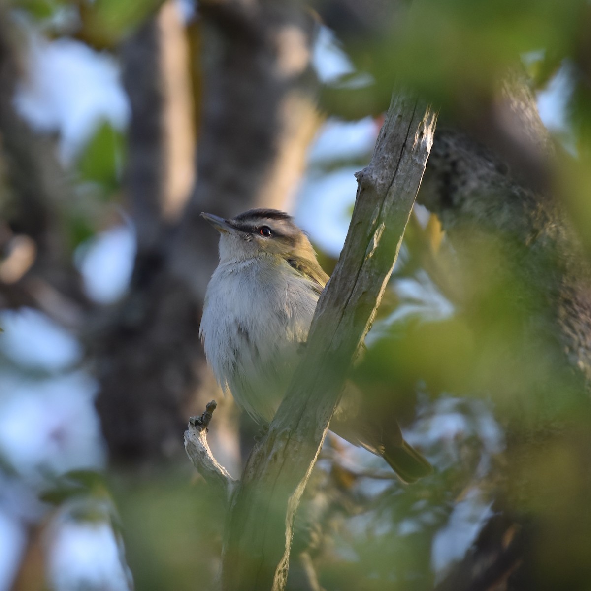 Red-eyed Vireo - Shauna Rasband