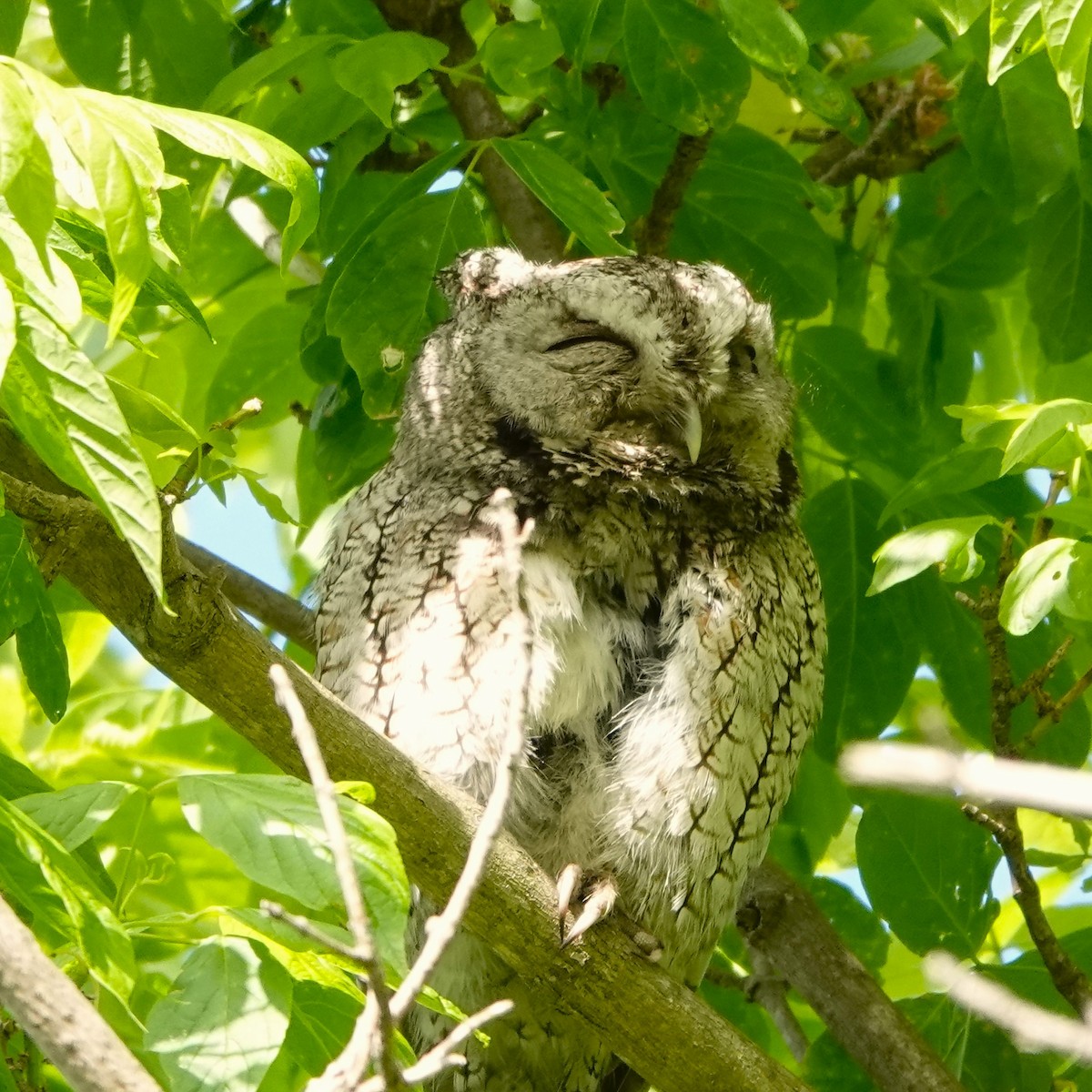 Eastern Screech-Owl - Jana Lagan