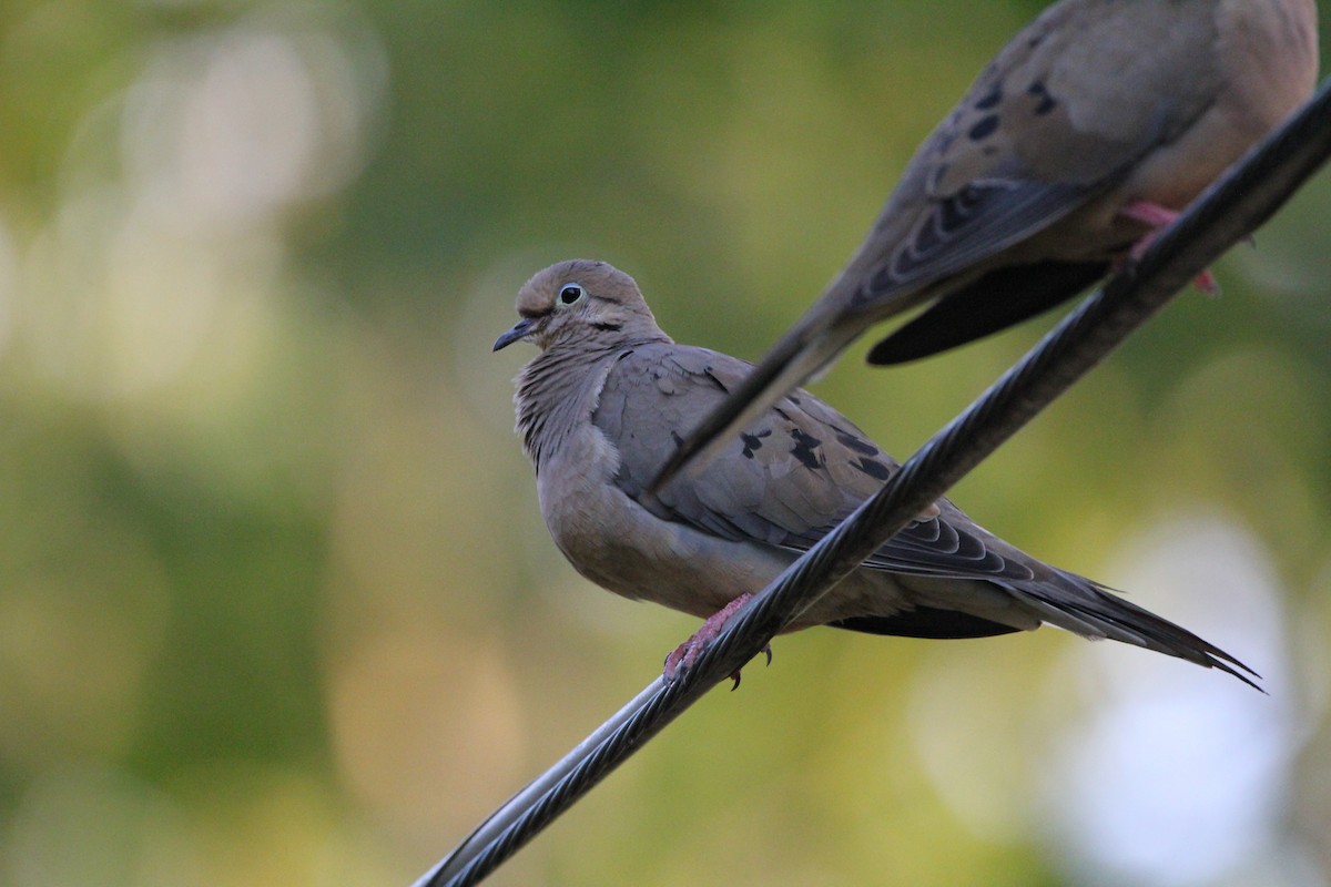 Mourning Dove - ML619622900