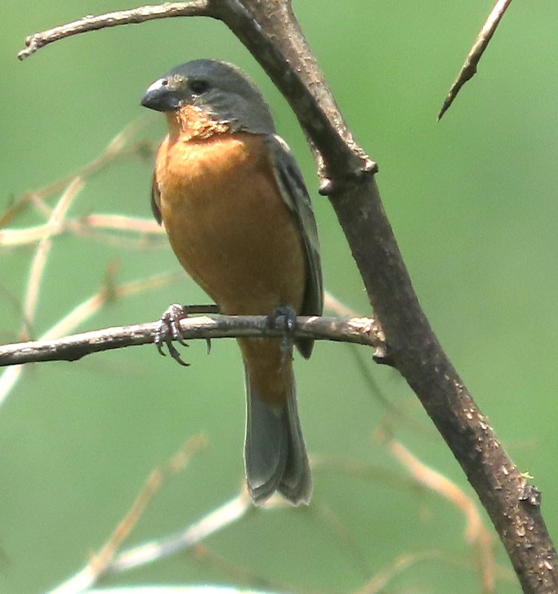 Ruddy-breasted Seedeater - Alfredo Correa