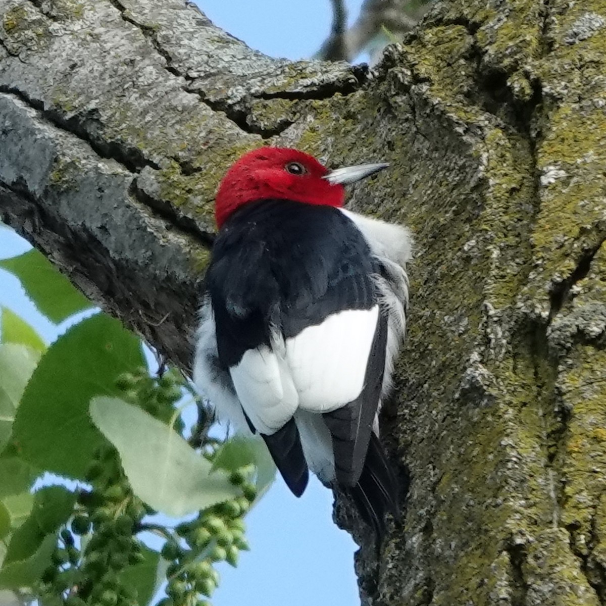 Red-headed Woodpecker - Jana Lagan