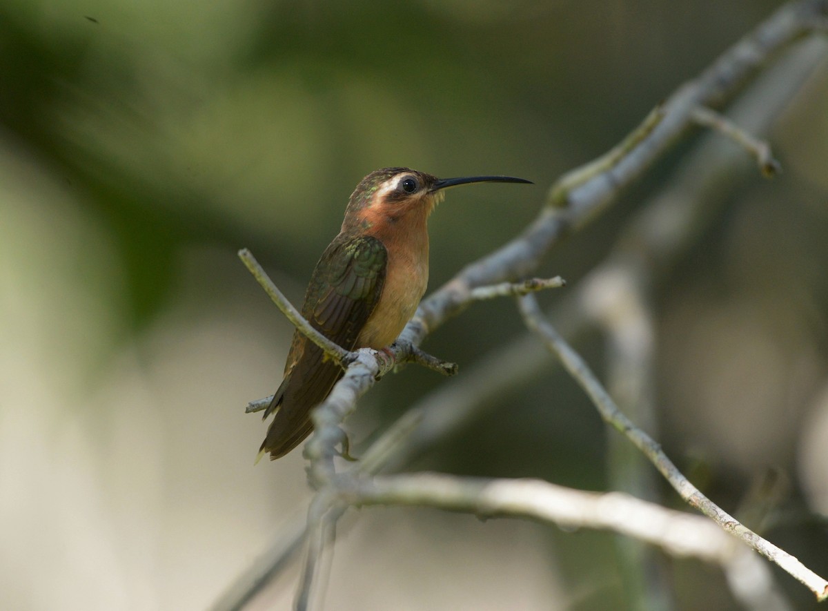 kolibřík bronzovoocasý - ML619622913