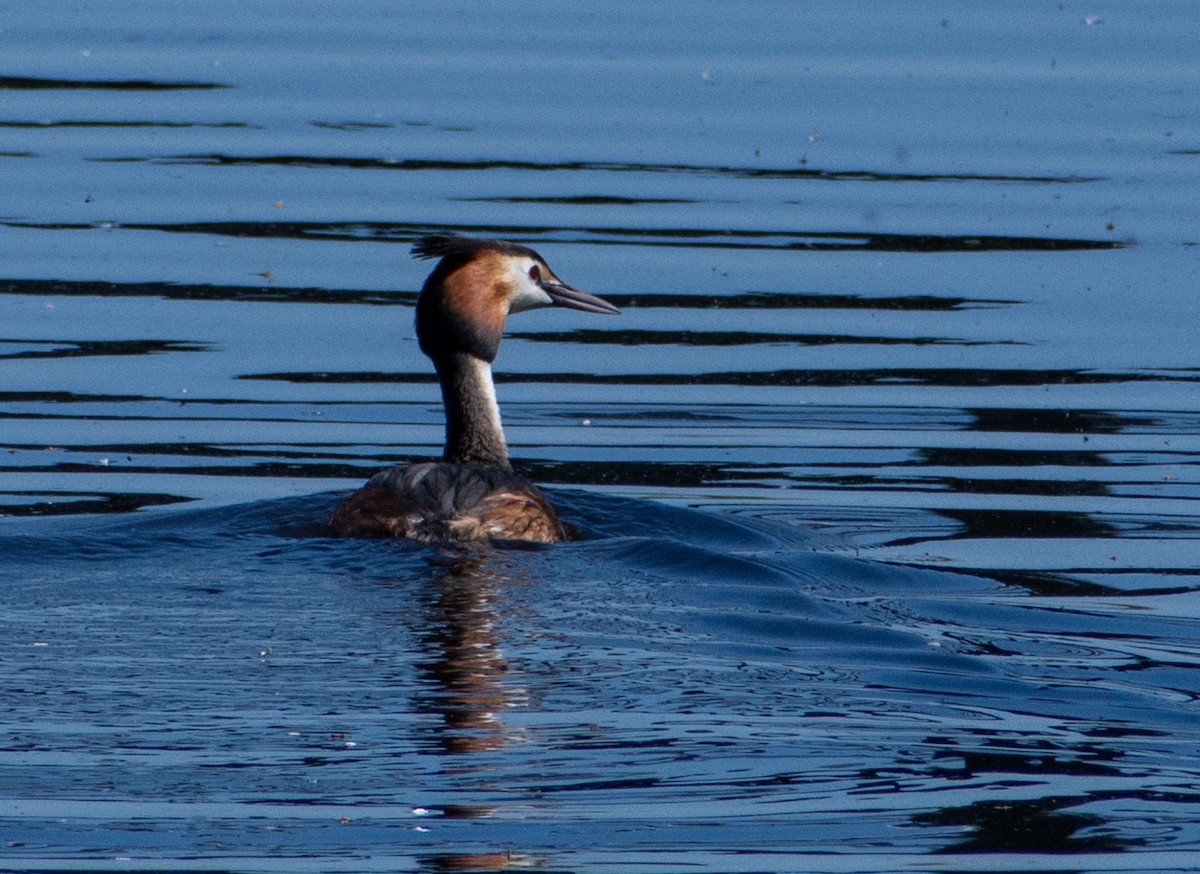 Great Crested Grebe - ML619622914