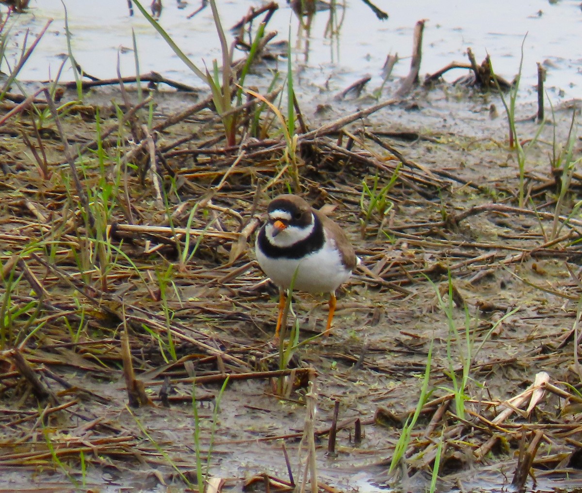 Semipalmated Plover - Pat Sterbling