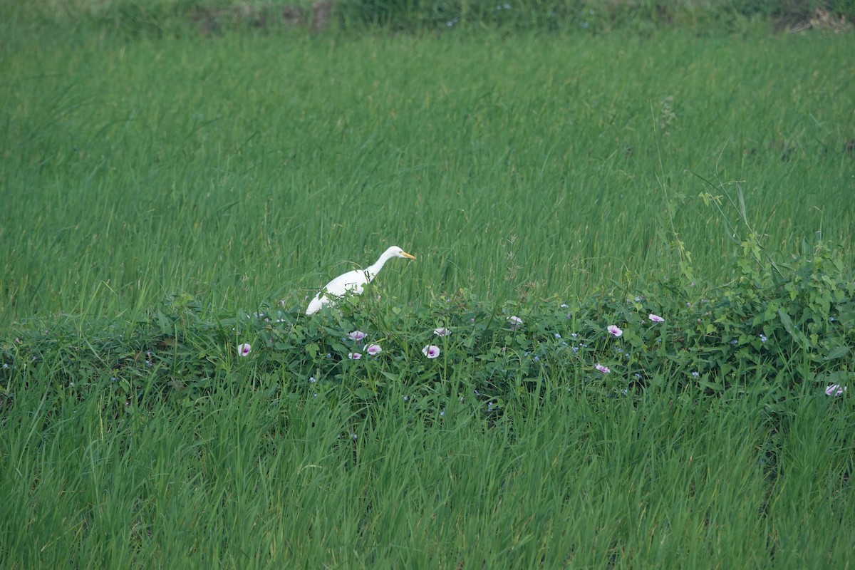 Yellow-billed Egret - ML619622920