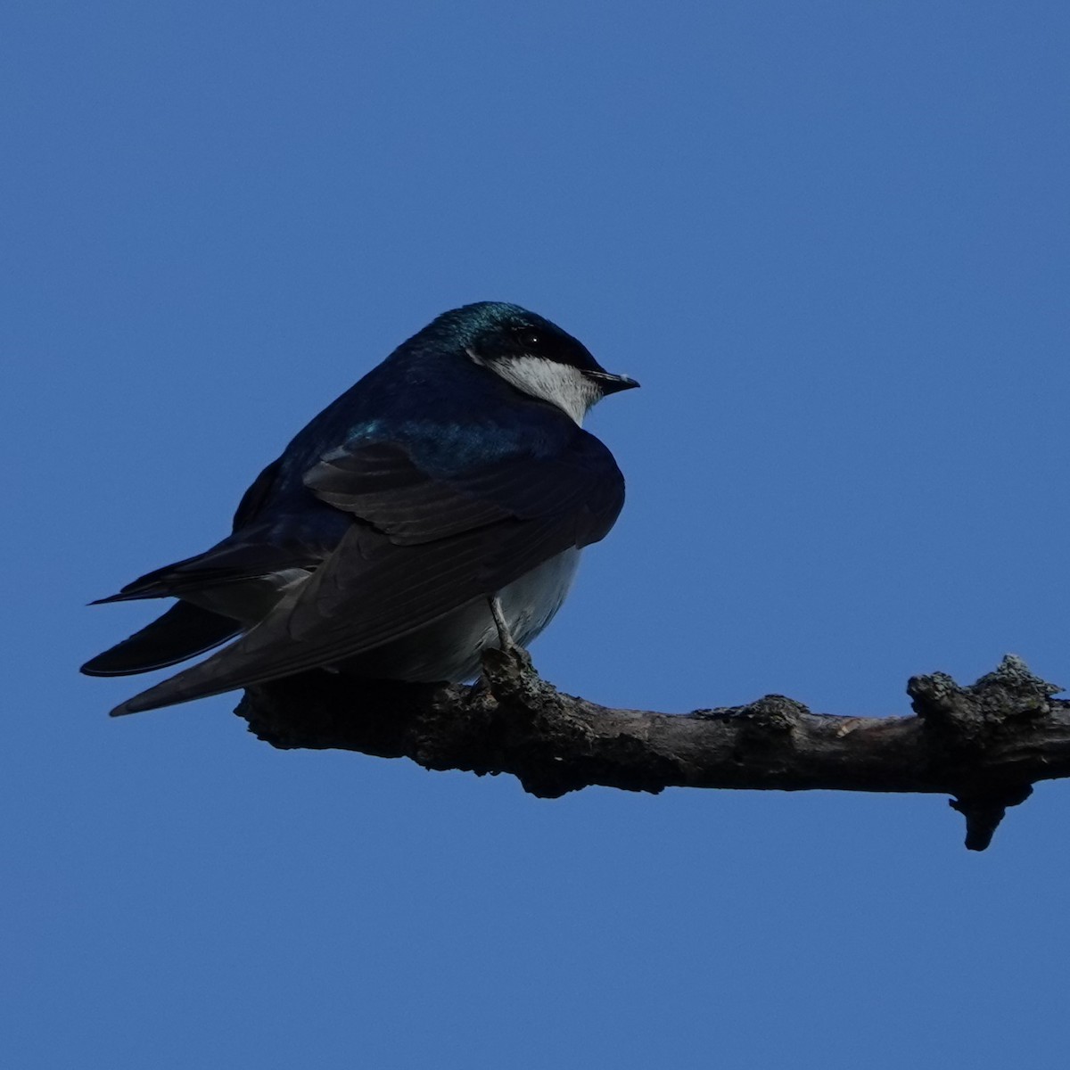 Tree Swallow - Jana Lagan