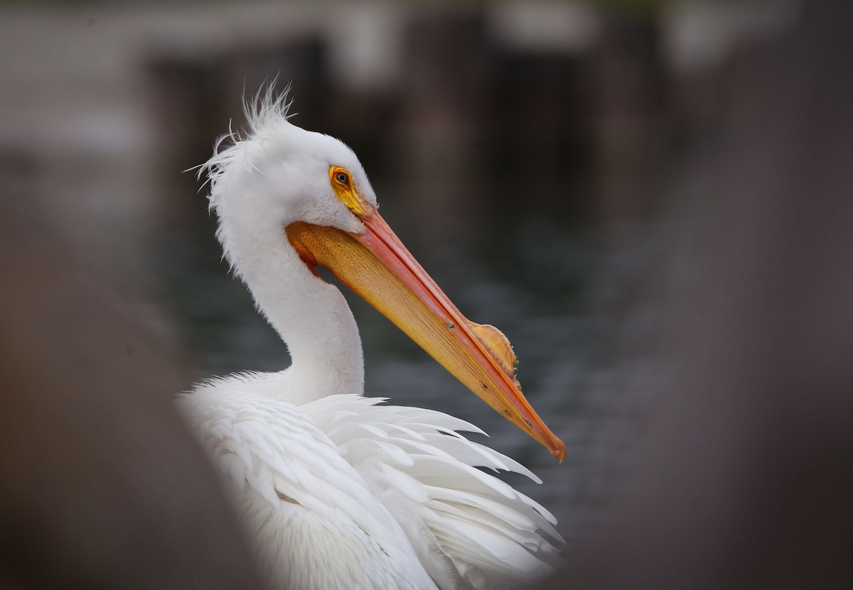 American White Pelican - Cameron Boyer