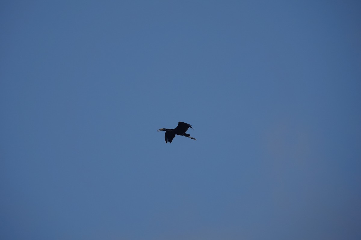 African Openbill - ML619622929