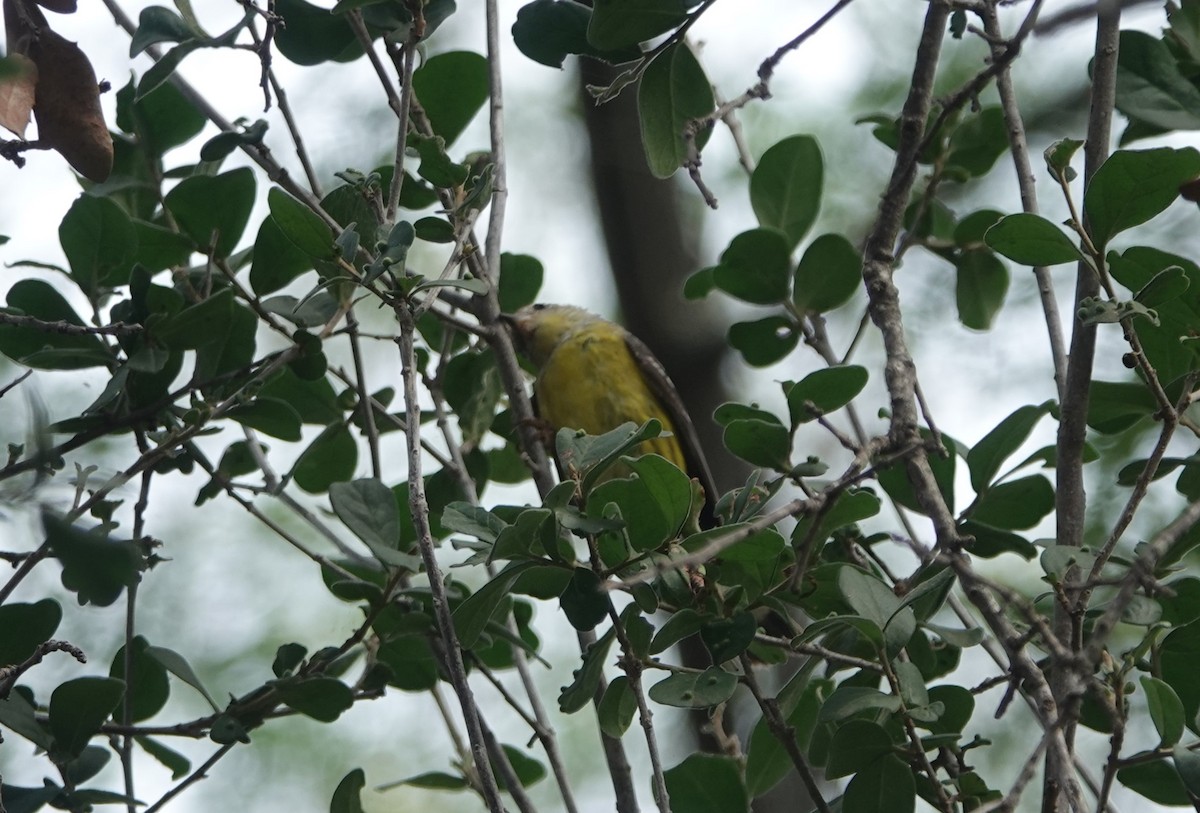 Magnolia Warbler - Jane Tillman