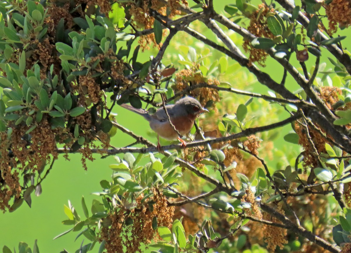 Western Subalpine Warbler - Francisco Javier Calvo lesmes