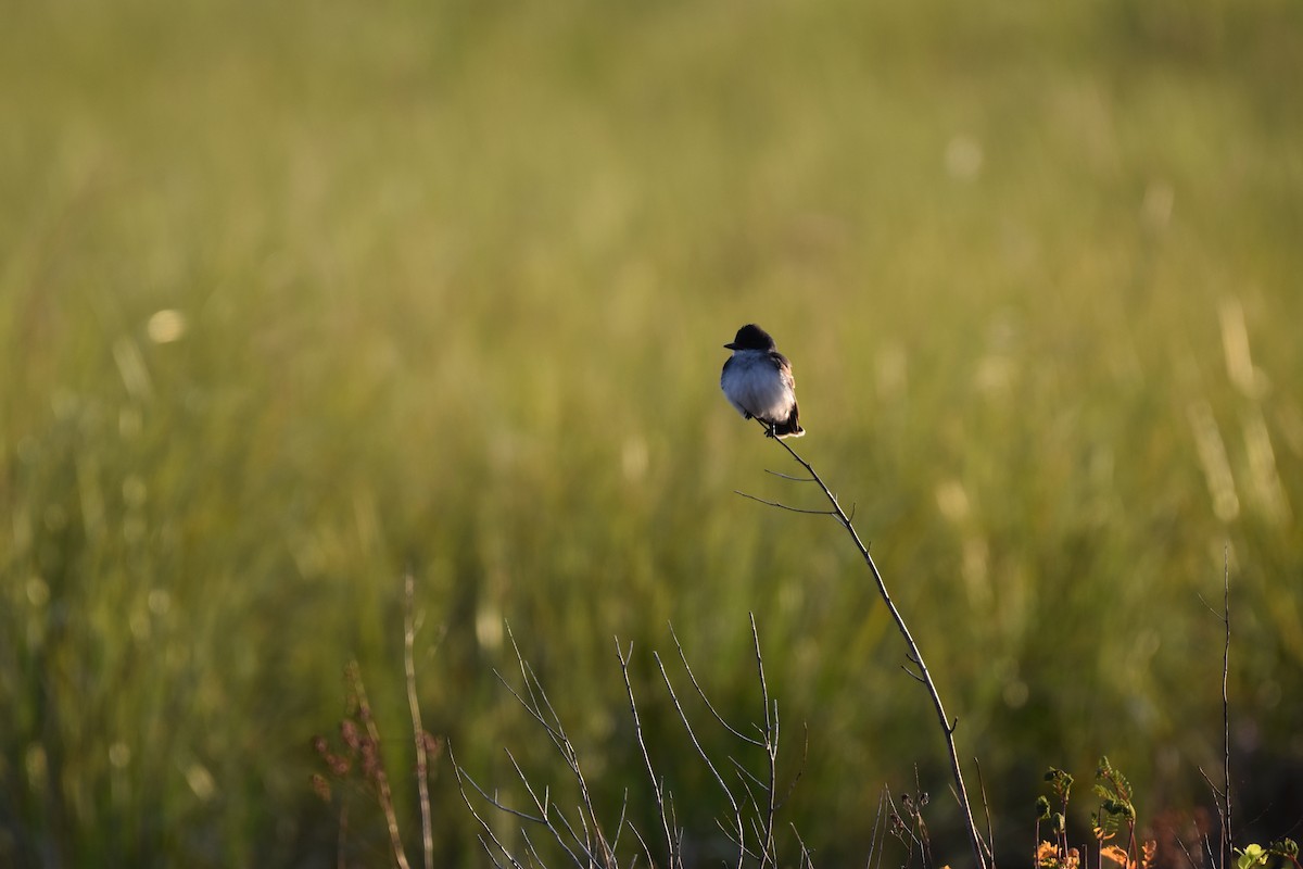 Eastern Kingbird - Shauna Rasband