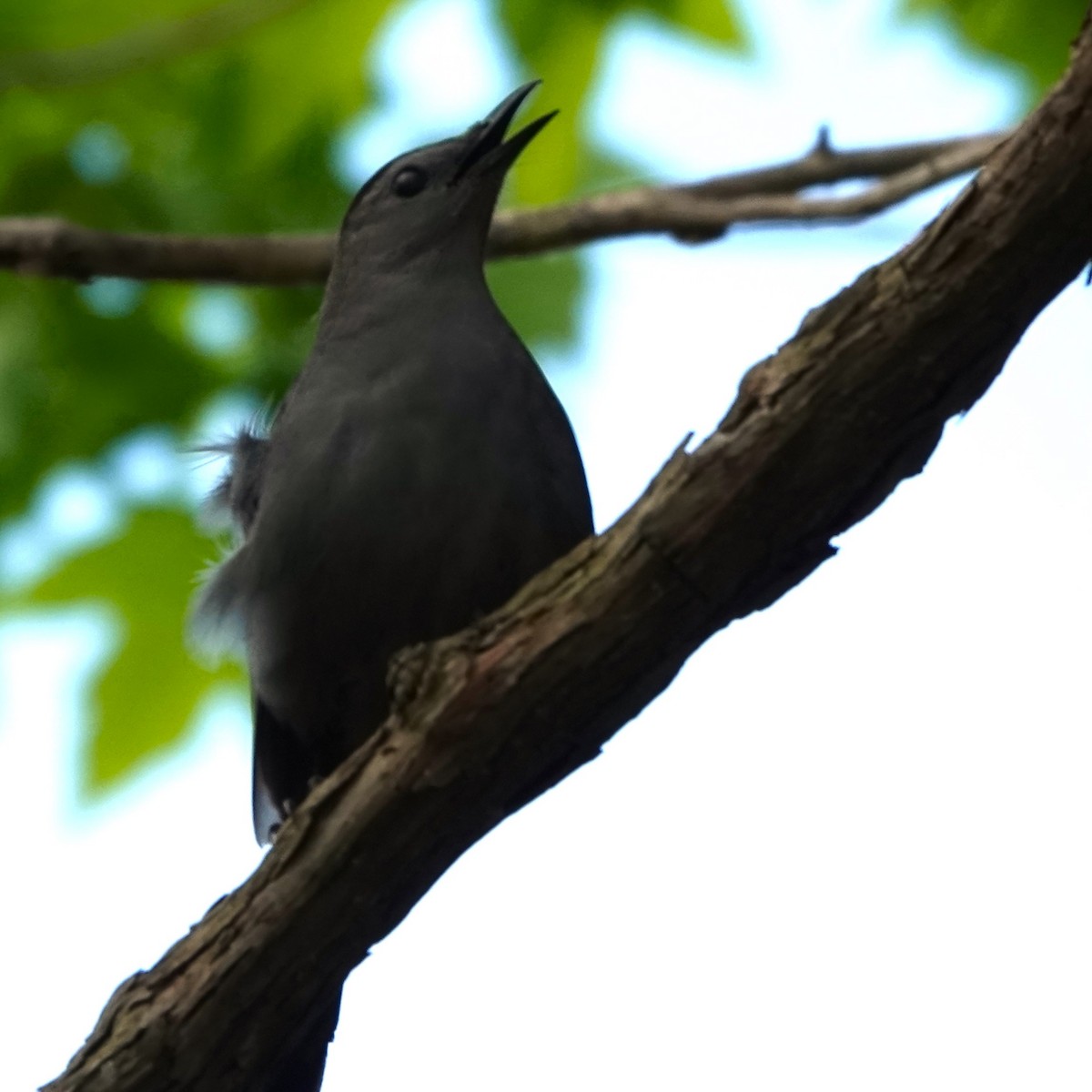 Gray Catbird - Jana Lagan