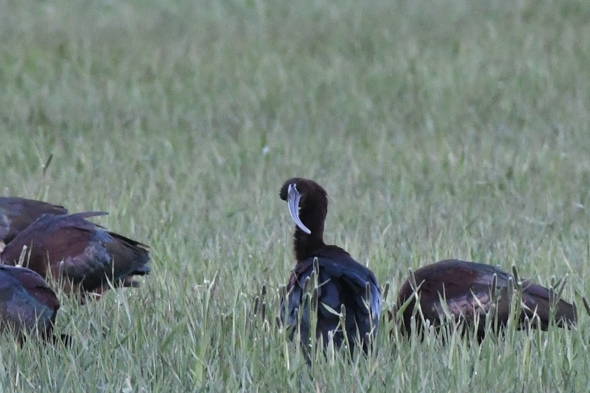 Glossy Ibis - Donald Jones