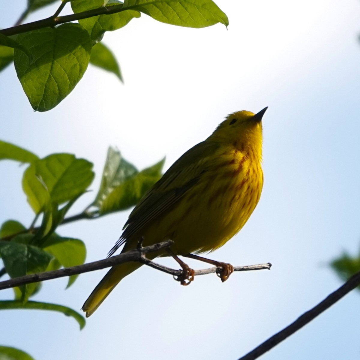 Yellow Warbler - Jana Lagan