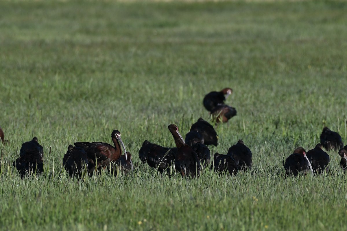 White-faced Ibis - Donald Jones