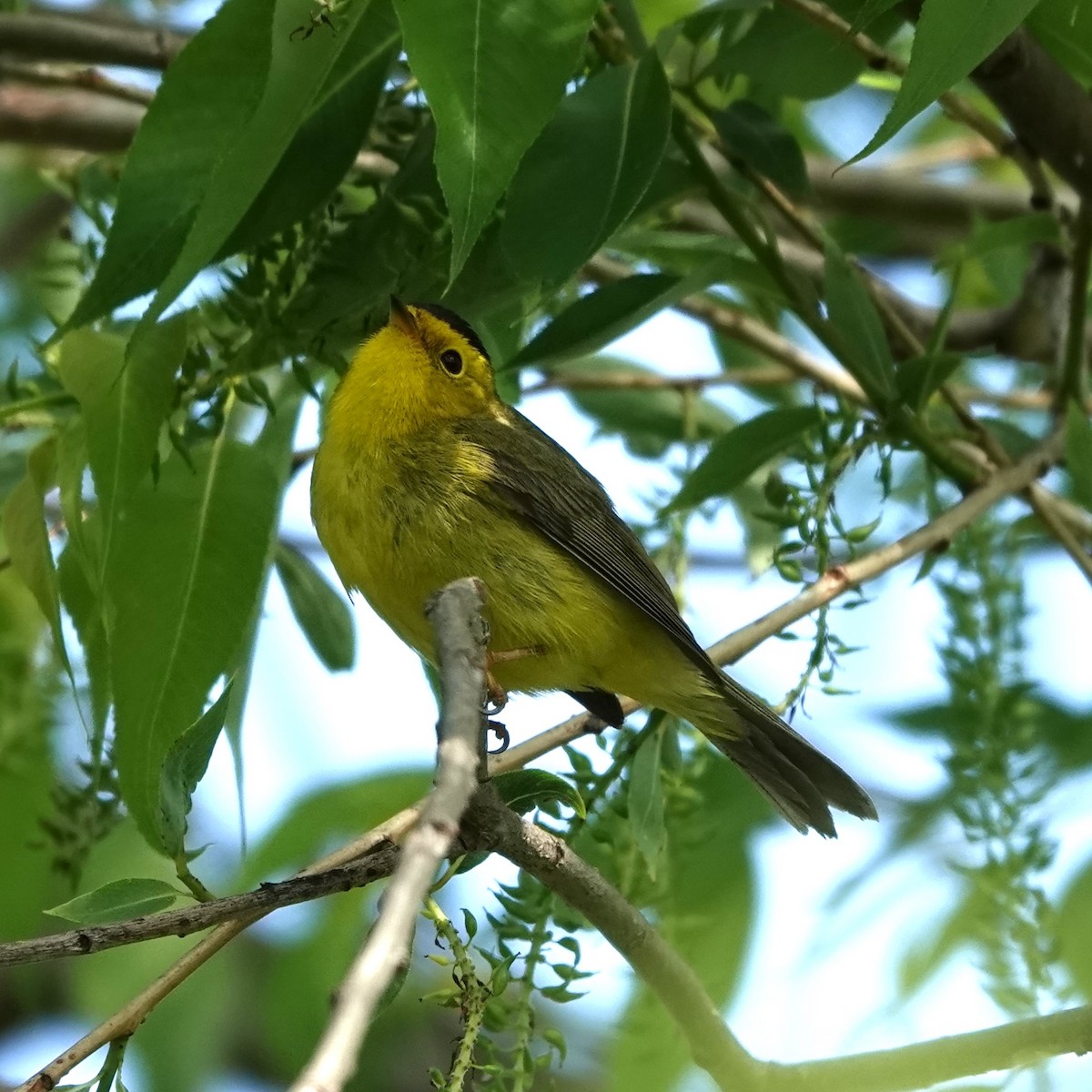 Wilson's Warbler - Jana Lagan