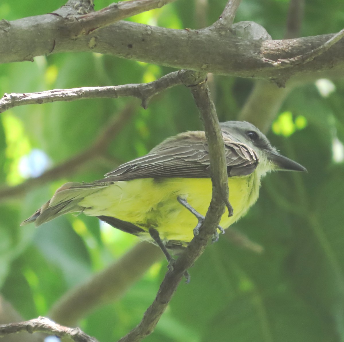 Tropical Kingbird - Alfredo Correa
