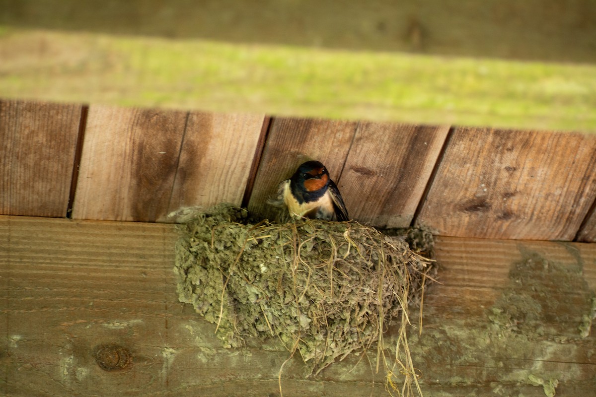 Barn Swallow - ML619622985