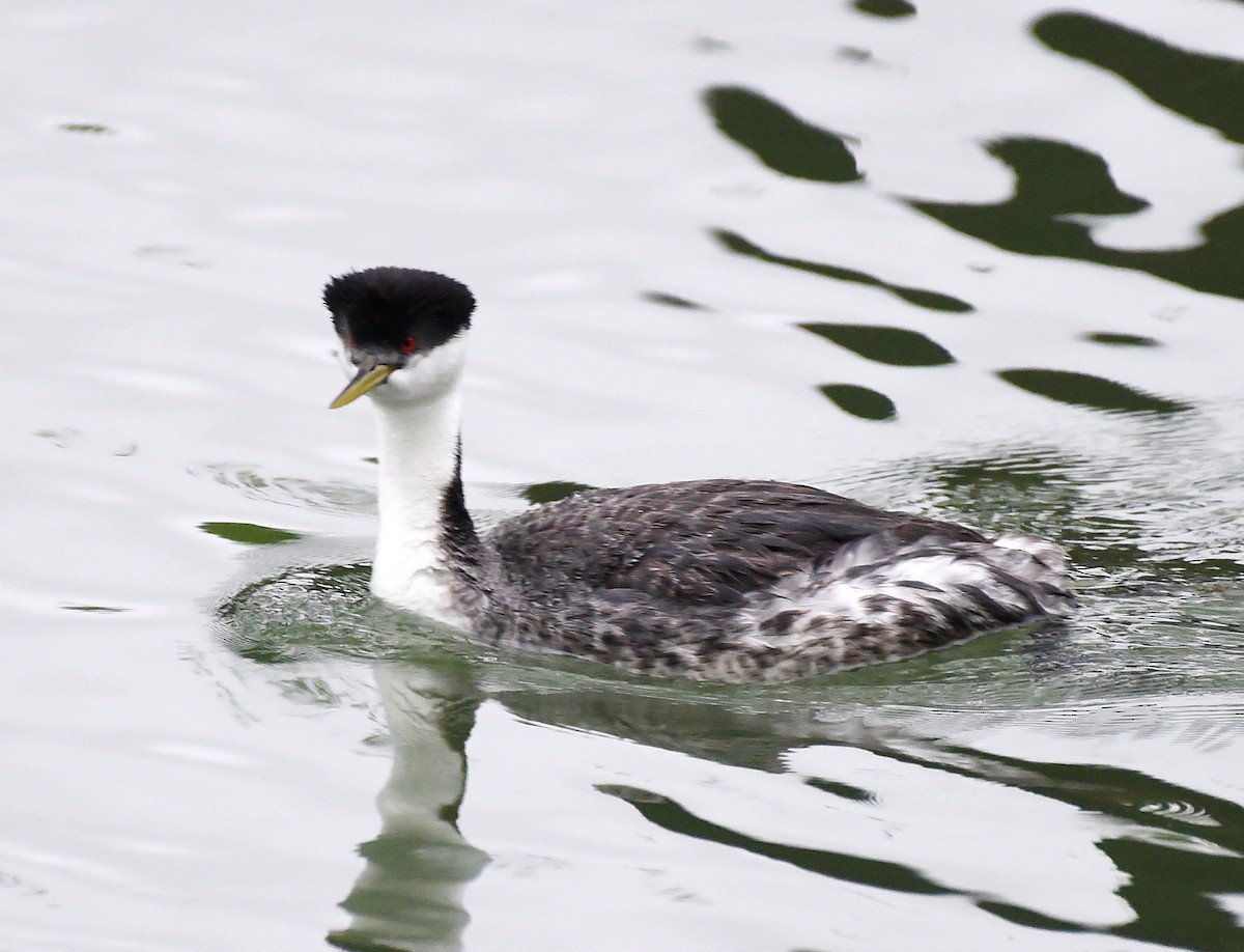 Western Grebe - ML619622993