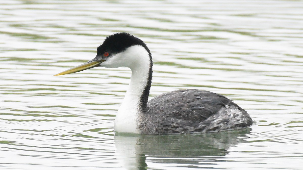 Western Grebe - ML619622994