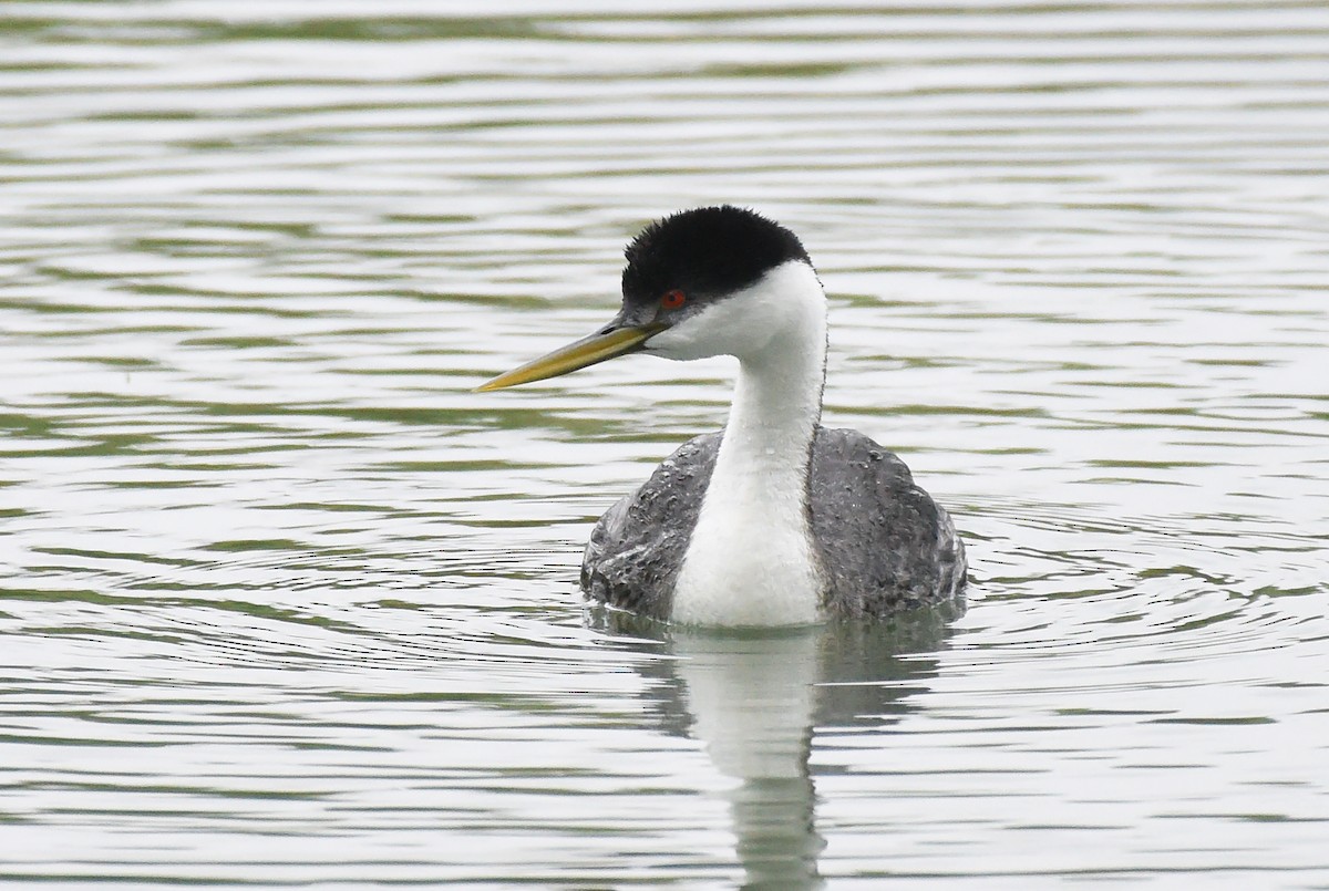 Western Grebe - ML619622996