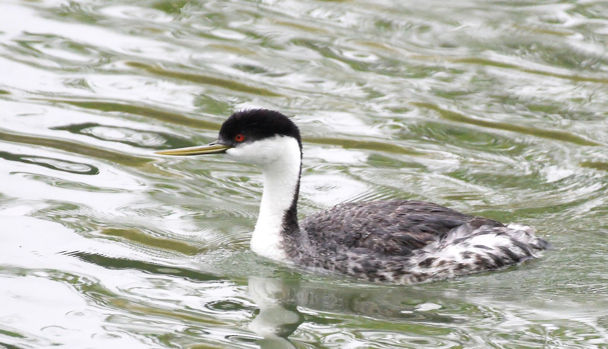 Western Grebe - ML619622997