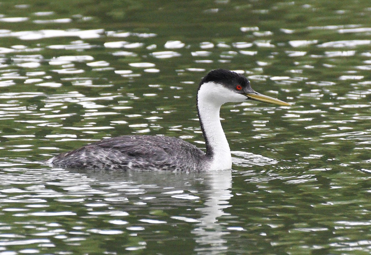 Western Grebe - ML619622998