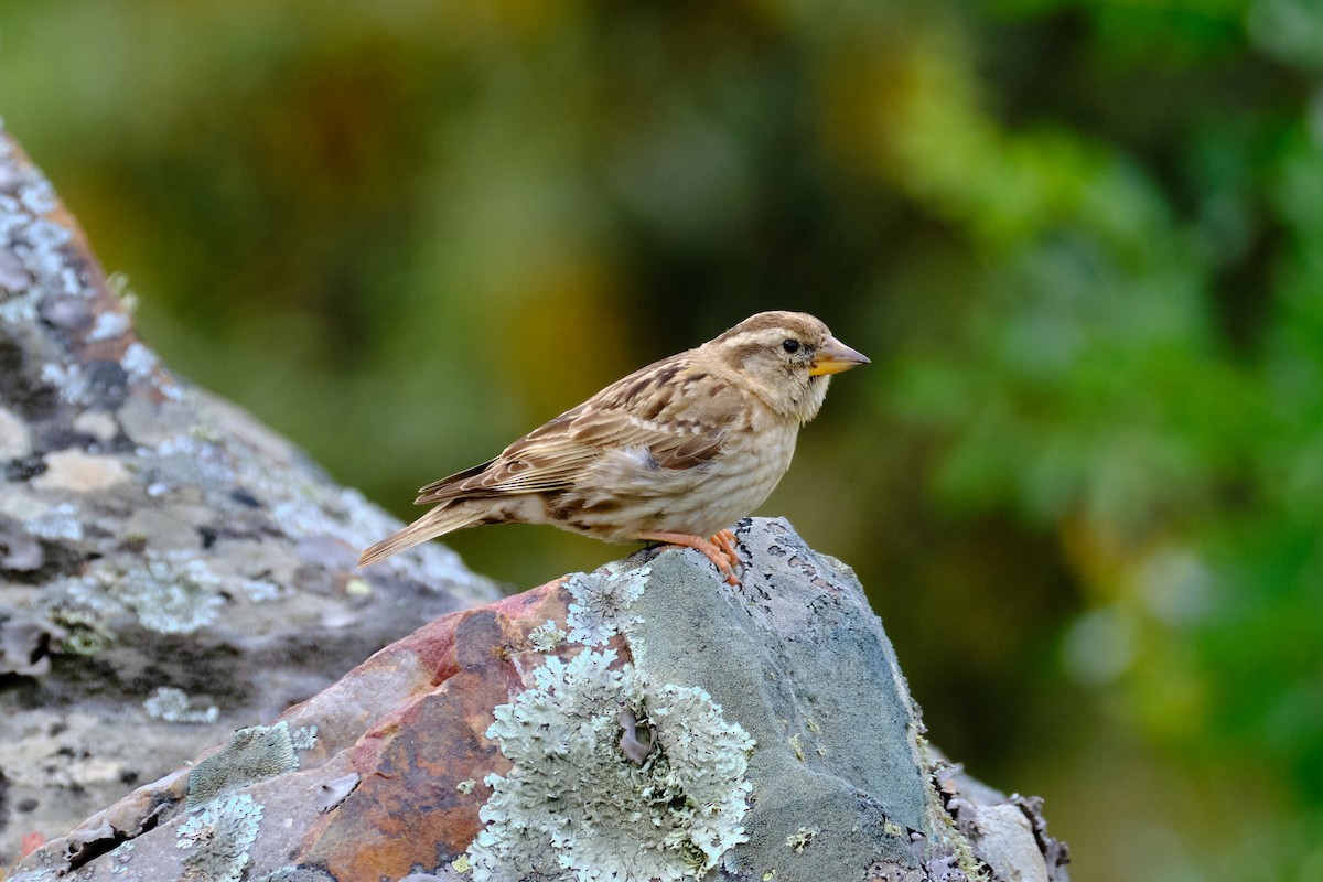 Rock Sparrow - Bernardo Montoya