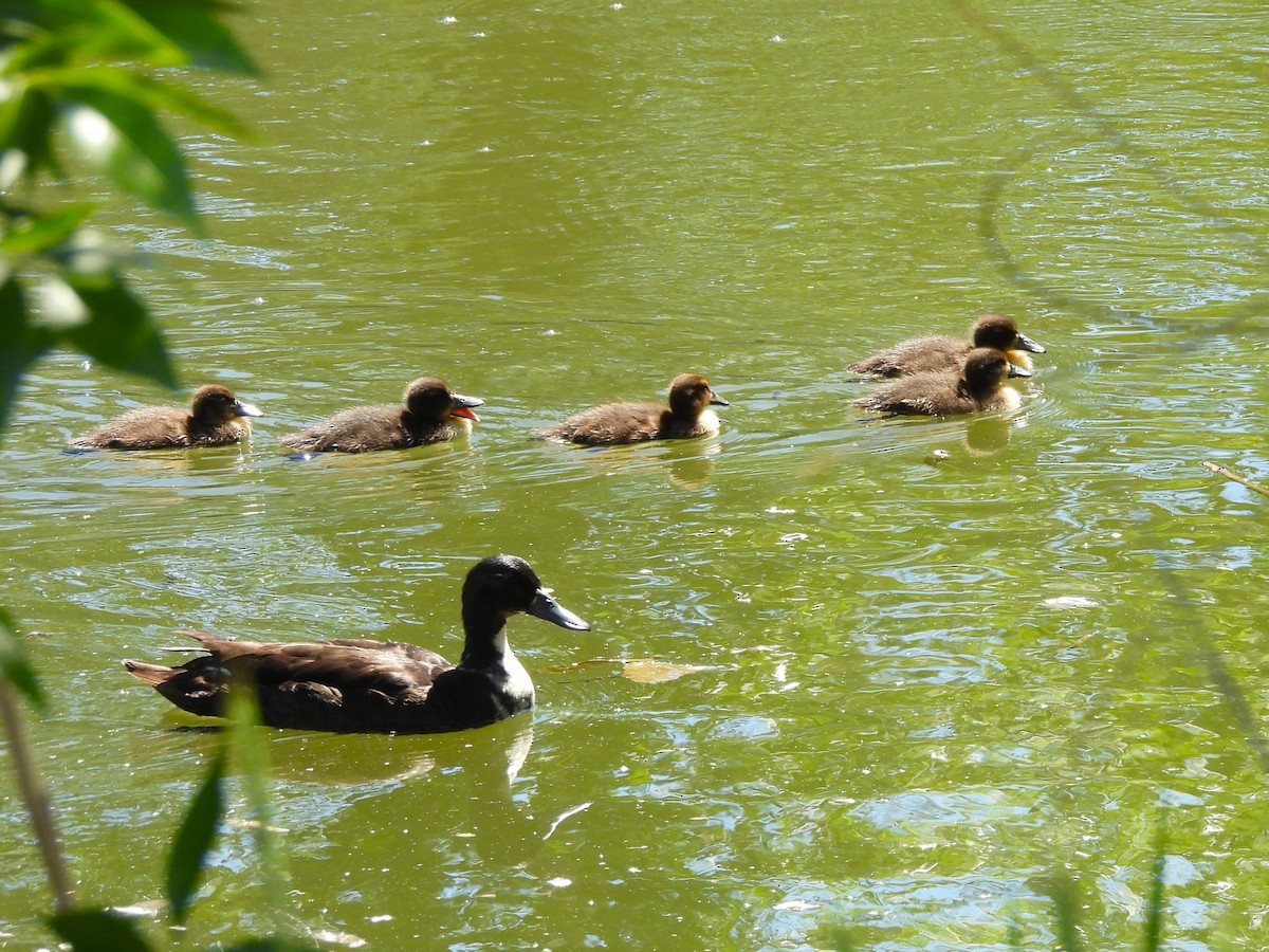 Mallard (Domestic type) - J Baker