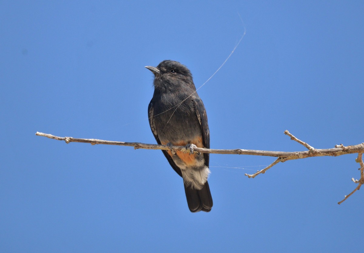 Buco Golondrina - ML619623013