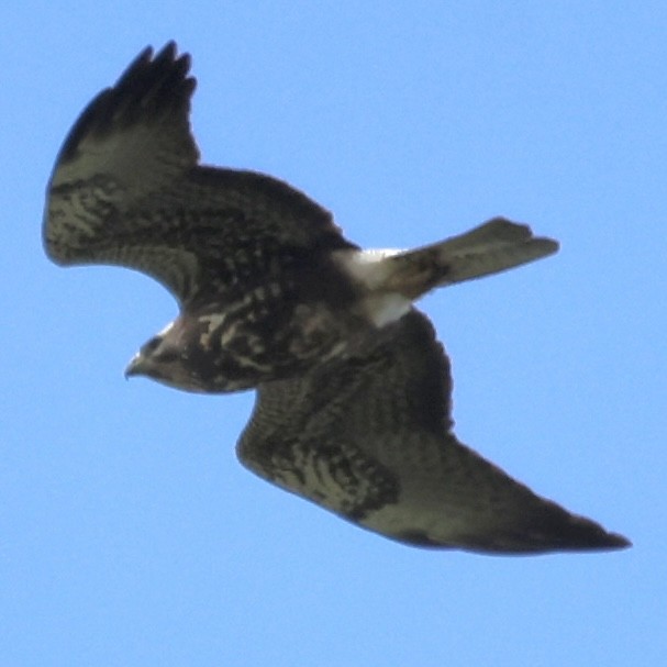 Swainson's Hawk - Raphael Fennimore