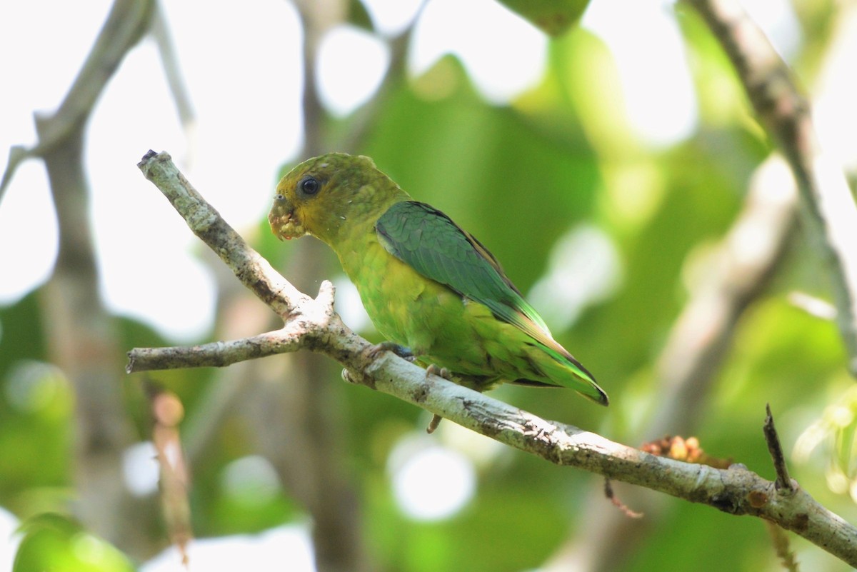 Golden-tailed Parrotlet - ML619623024