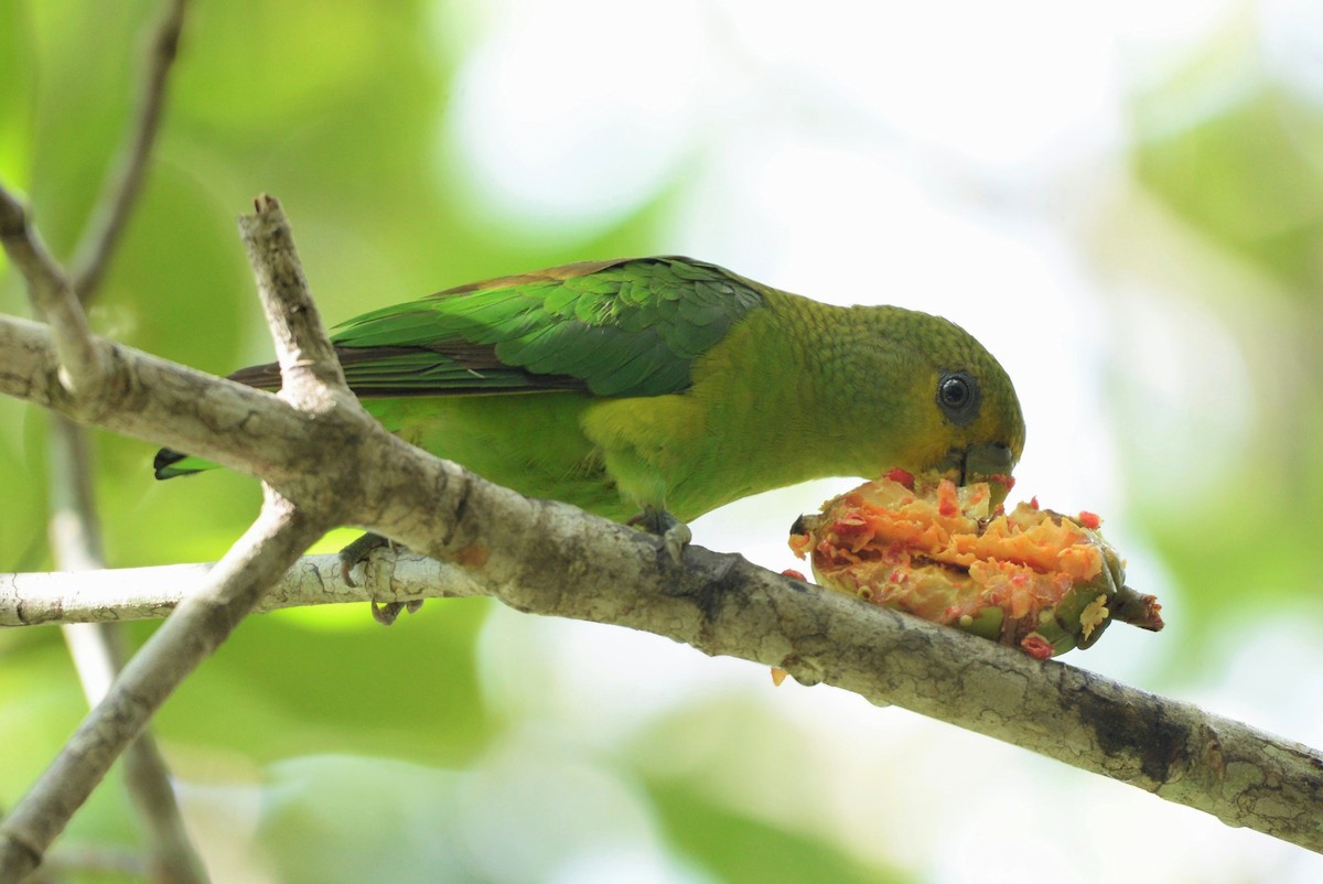 Golden-tailed Parrotlet - ML619623025