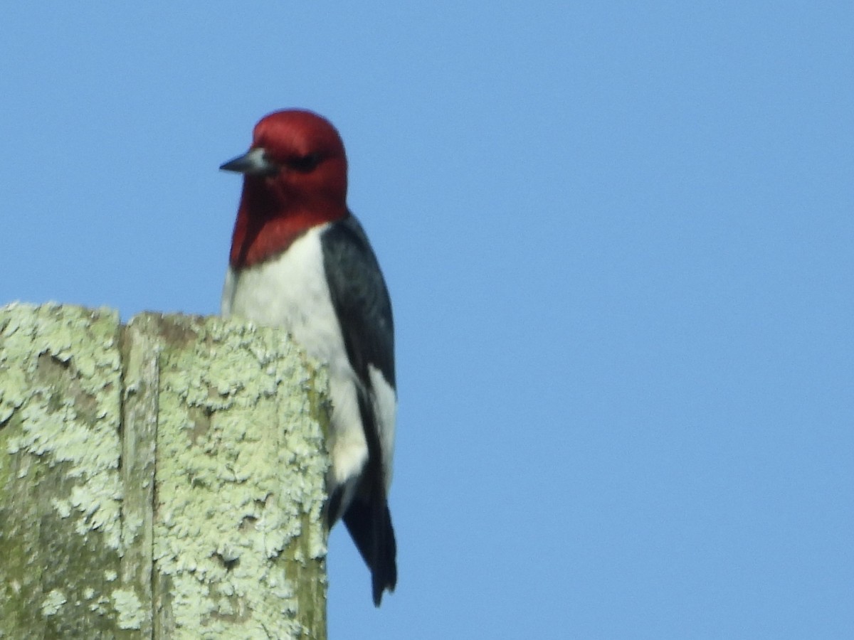 Red-headed Woodpecker - Joe Corcoran