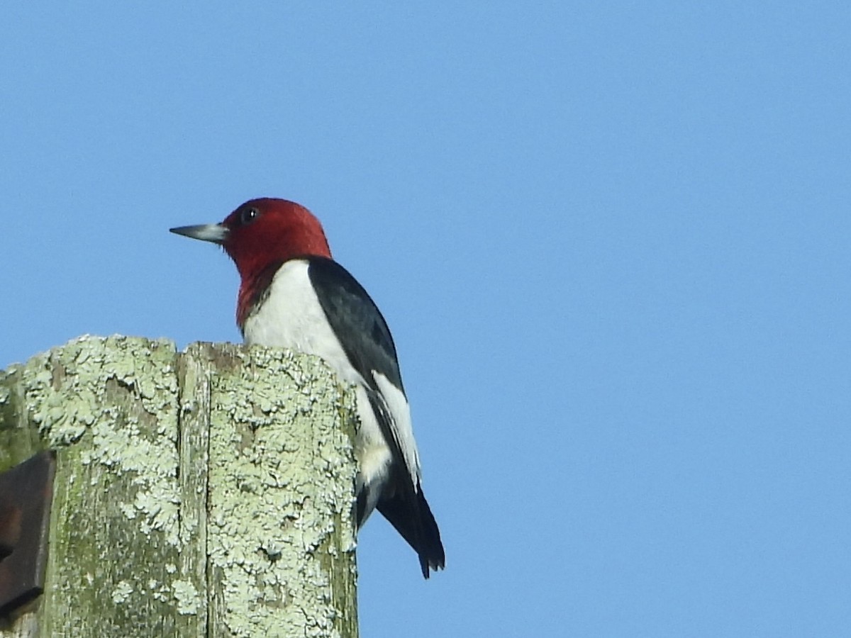 Red-headed Woodpecker - ML619623028