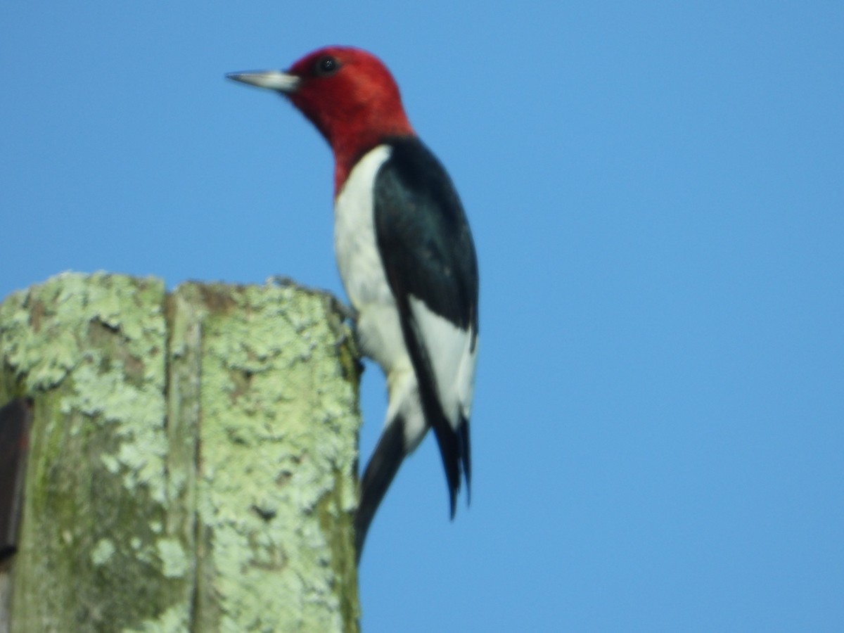 Red-headed Woodpecker - ML619623029