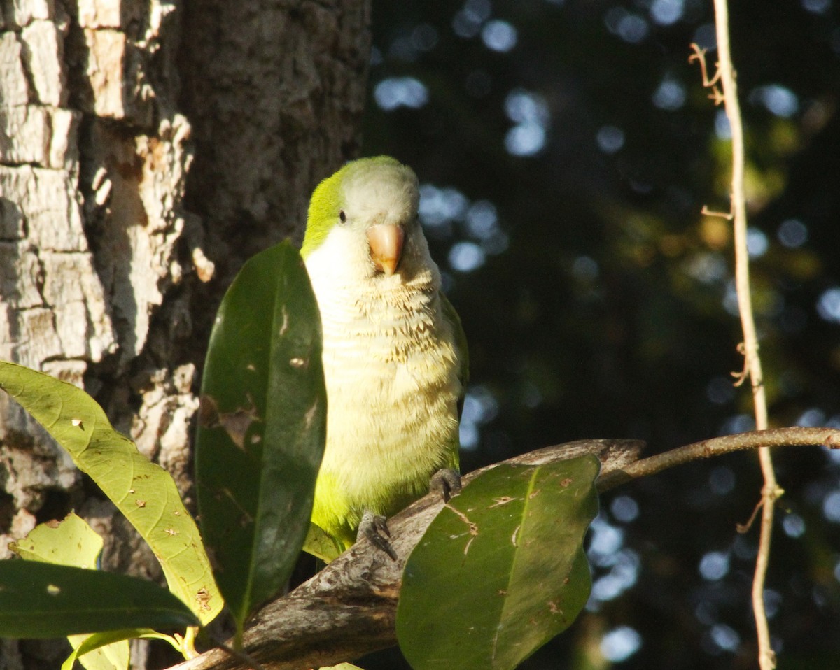 Monk Parakeet - ML619623030